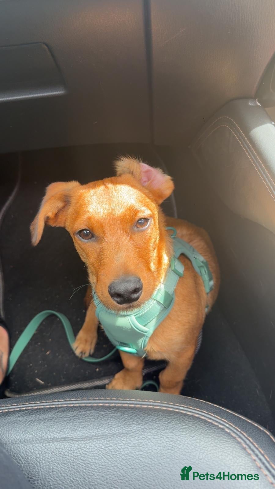 Mixed Breed dogs for sale: Re homing  - Advert 6