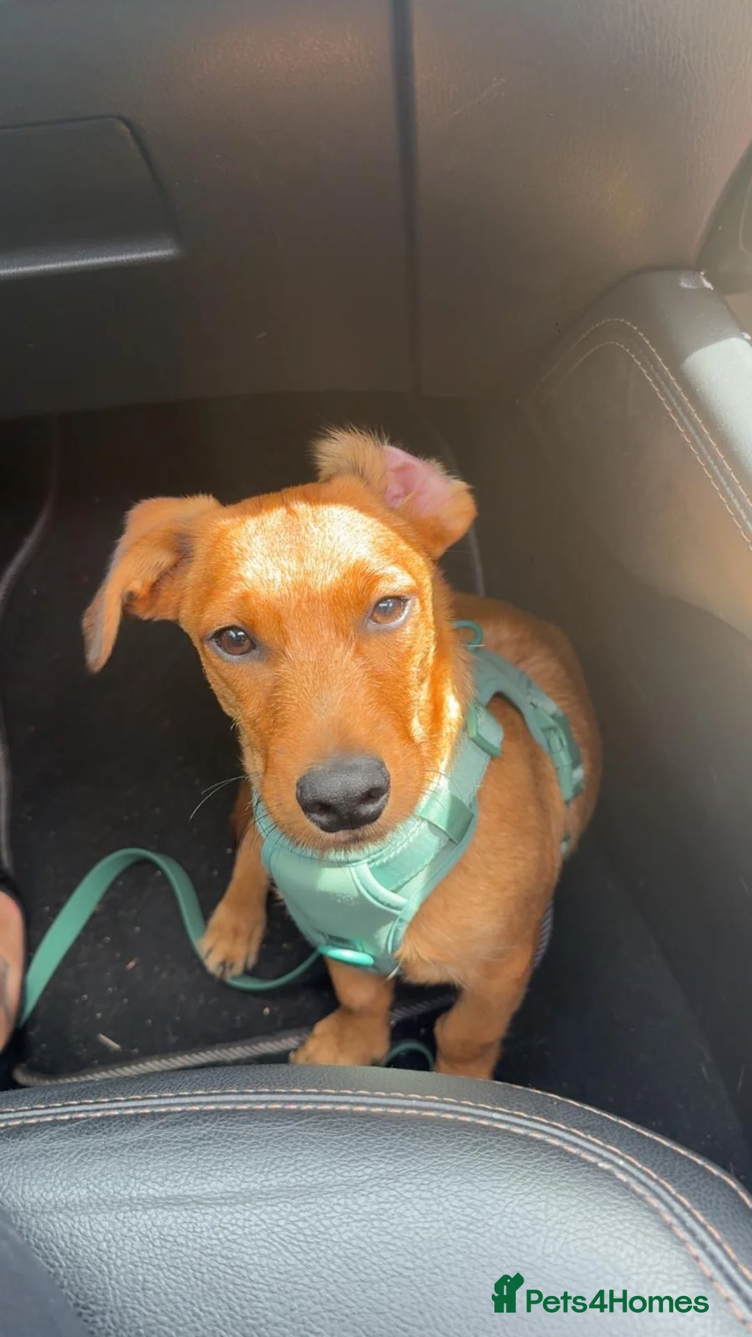 Mixed Breed dogs for sale: Re homing  in Winchester - Advert 1