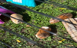 Guinea Pig rodents for sale: Baby Guinea pigs for sale 2 females 4 males  - Image 3