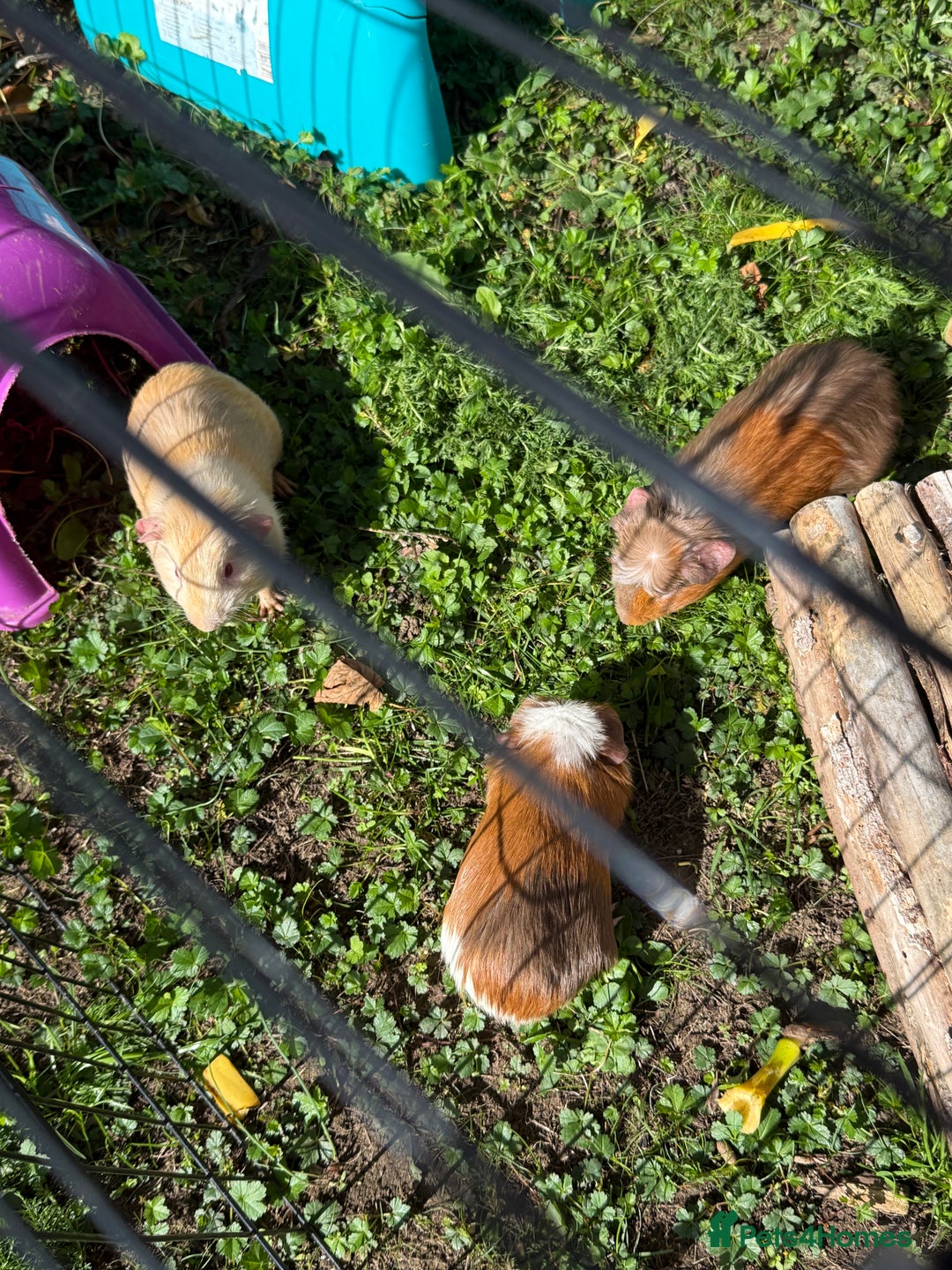 Guinea Pig rodents for sale: Baby Guinea pigs for sale 2 females 4 males  - Image 3