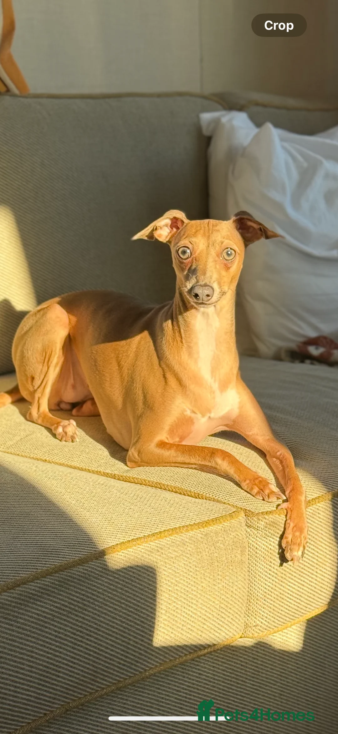 Italian Greyhound dogs for sale: 2 LEFT KC Italian greyhound puppies  - Advert 6