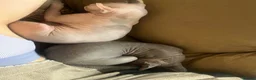 Sphynx cats for sale: TWO SPHYNX CATS LOOKING FOR A NEW HOME - Advert 7