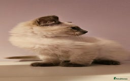 Ragdoll cats for sale: Loving half Ragdolls - Image 18