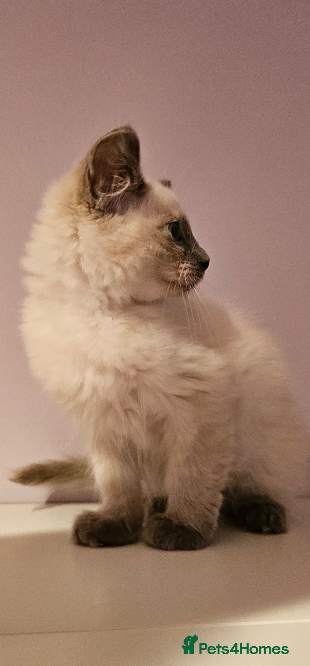 Ragdoll cats for sale: Loving half Ragdolls - Image 18