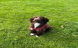 Cockalier dogs for sale: Ruben &rio  - Advert 1