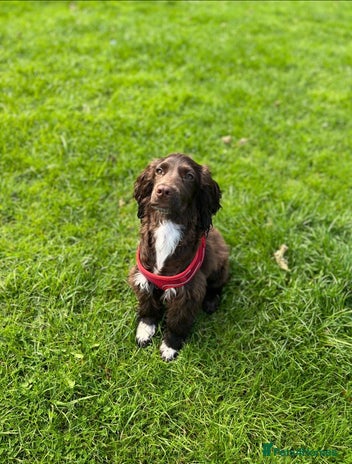 Cockalier dogs Ruben &rio - Advert 1