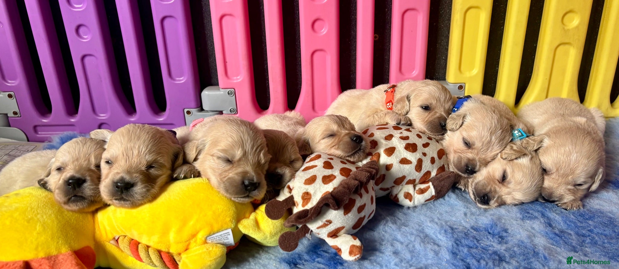 Golden Retriever dogs Beautiful Kc registered Golden Retriever puppies  - Advert 1