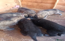 German Shepherd dogs for sale: German shepherd  - Image 10