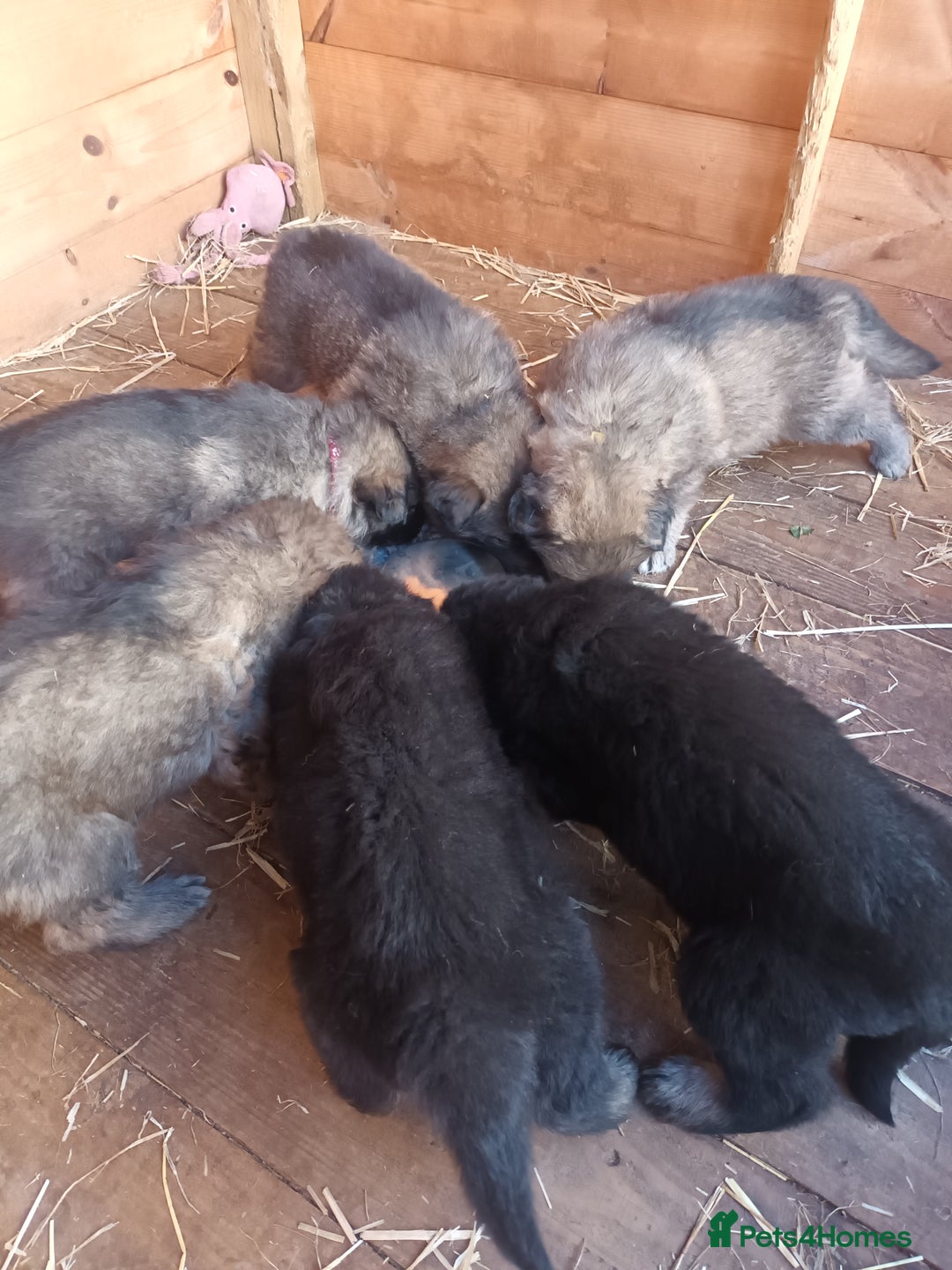 German Shepherd dogs for sale: German shepherd  - Image 10