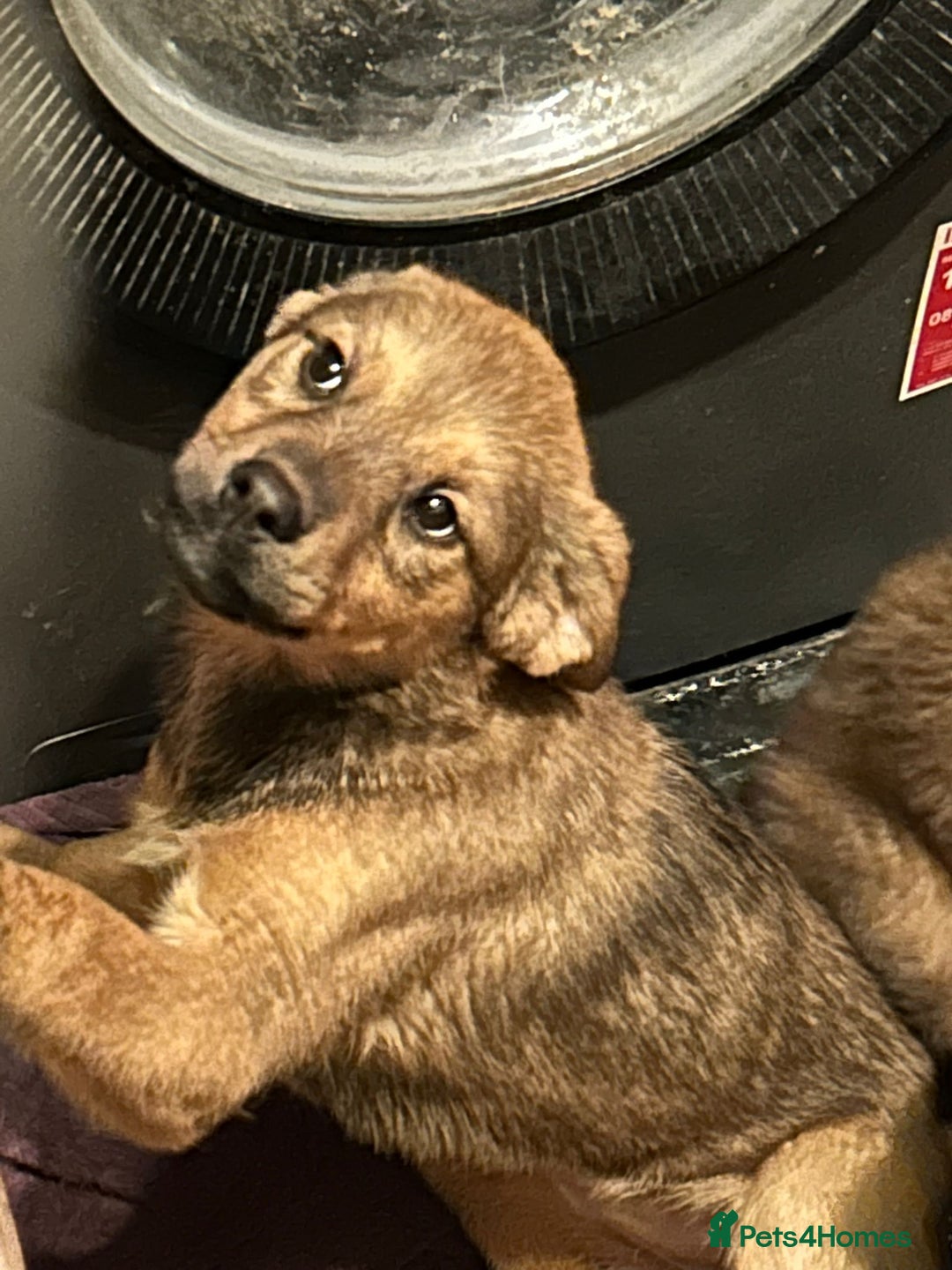 Mixed Breed dogs for sale: Rottweiler x Akita  mastiff pups - Advert 14