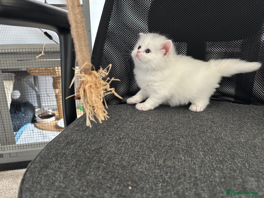Persian cats for sale: 🐾 Beautiful Himalayan Persian Kittens 🐾 - Image 15