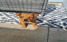 Jack Russell dogs for sale: Female Merle jack russell - Image 1