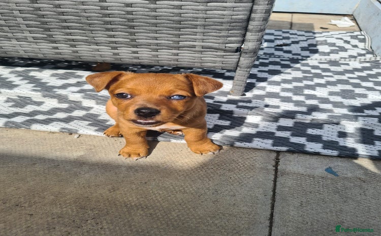 Jack Russell dogs - Advert 1