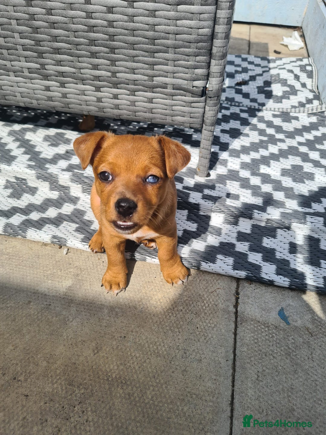 Jack Russell dogs for sale: Female Merle jack russell - Image 1
