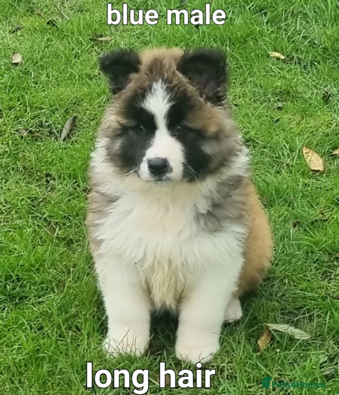 Akita dogs for sale: 9 weeks old Akita pups READY  - Advert 14