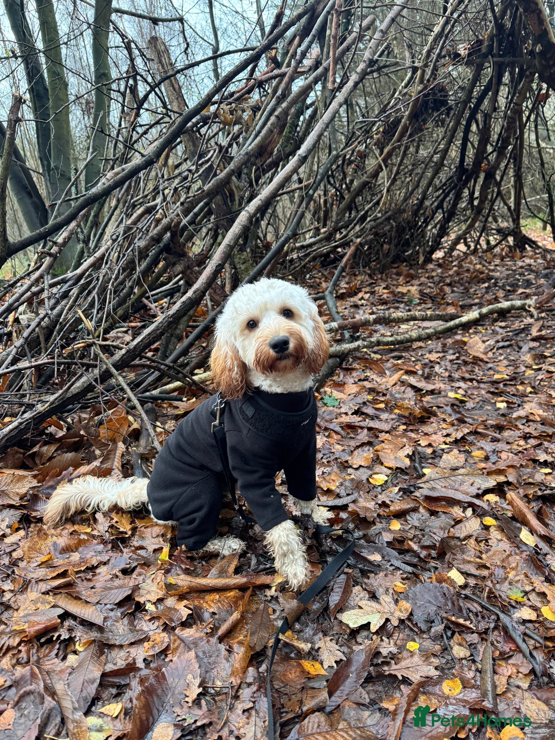 Cockapoo dogs for sale: Rusty  - Advert 5