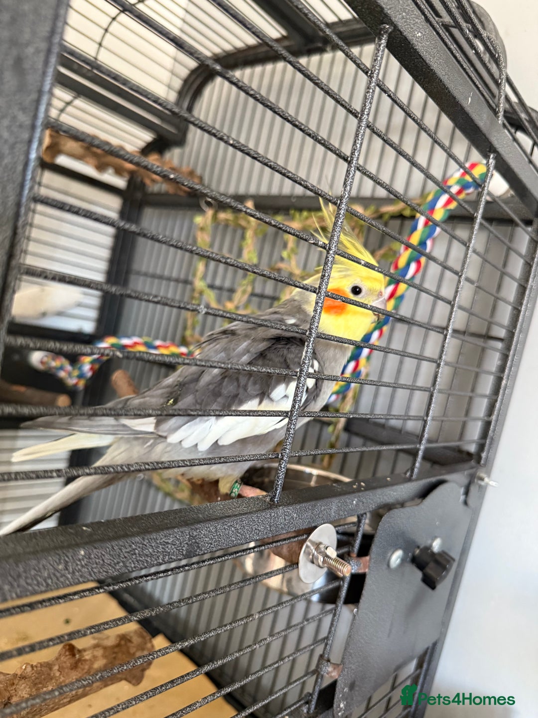 Cockatiels birds for sale: Tamed Male Cockatiel - Image 4