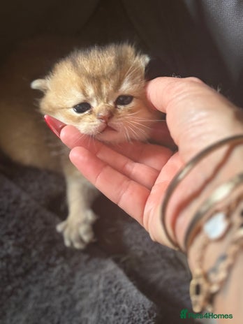 Scottish Fold cats - Advert 1