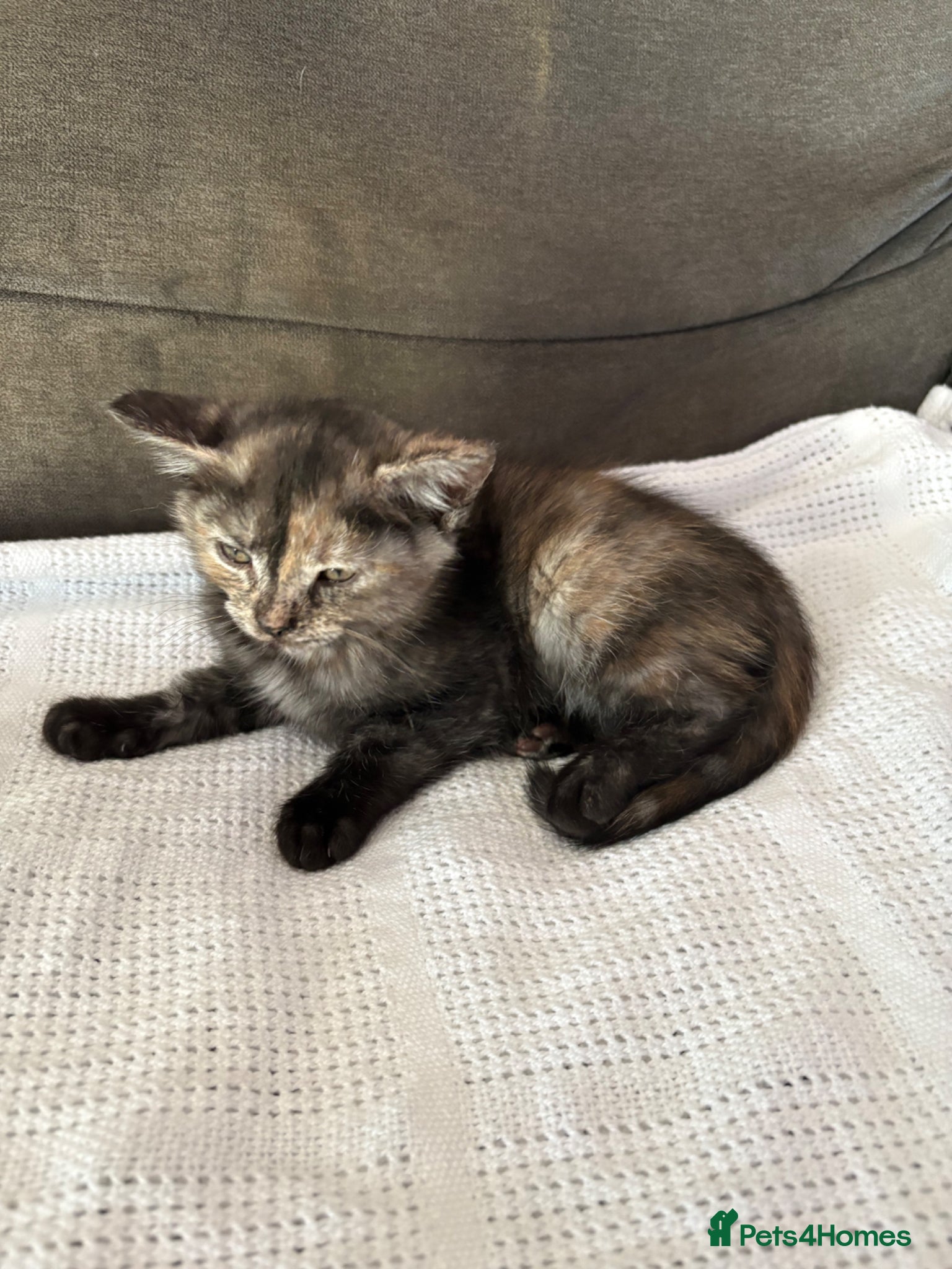 Mixed Breed cats 3 beautiful British shorthair kittens ready soon - Advert 1