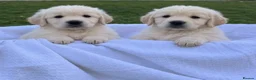 Golden Retriever dogs for sale: Golden retriever  - Advert 2