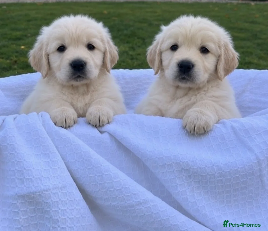 Golden Retriever dogs for sale: Golden retriever  - Advert 2
