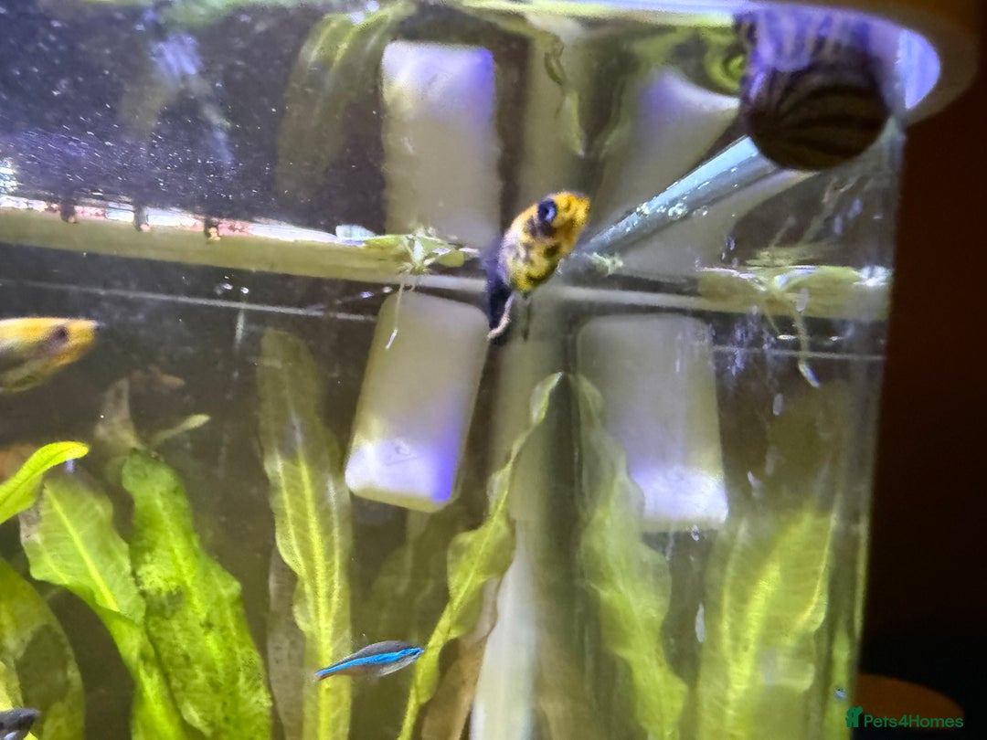 Mollies fish for sale: Mollies Need rehoming  - Advert 10