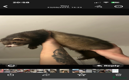 Ferret rodents for sale: 2 year old male ferret  - Image 4