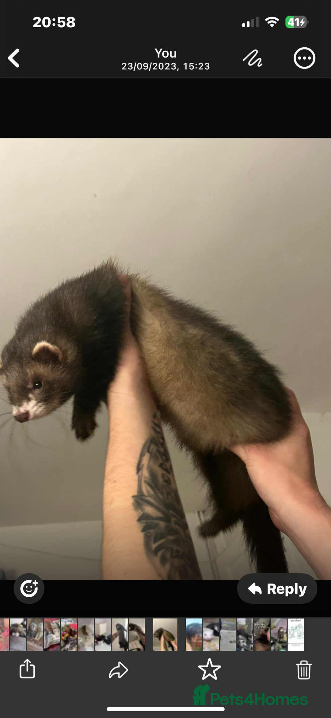 Ferret rodents for sale: 2 year old male ferret  - Image 4