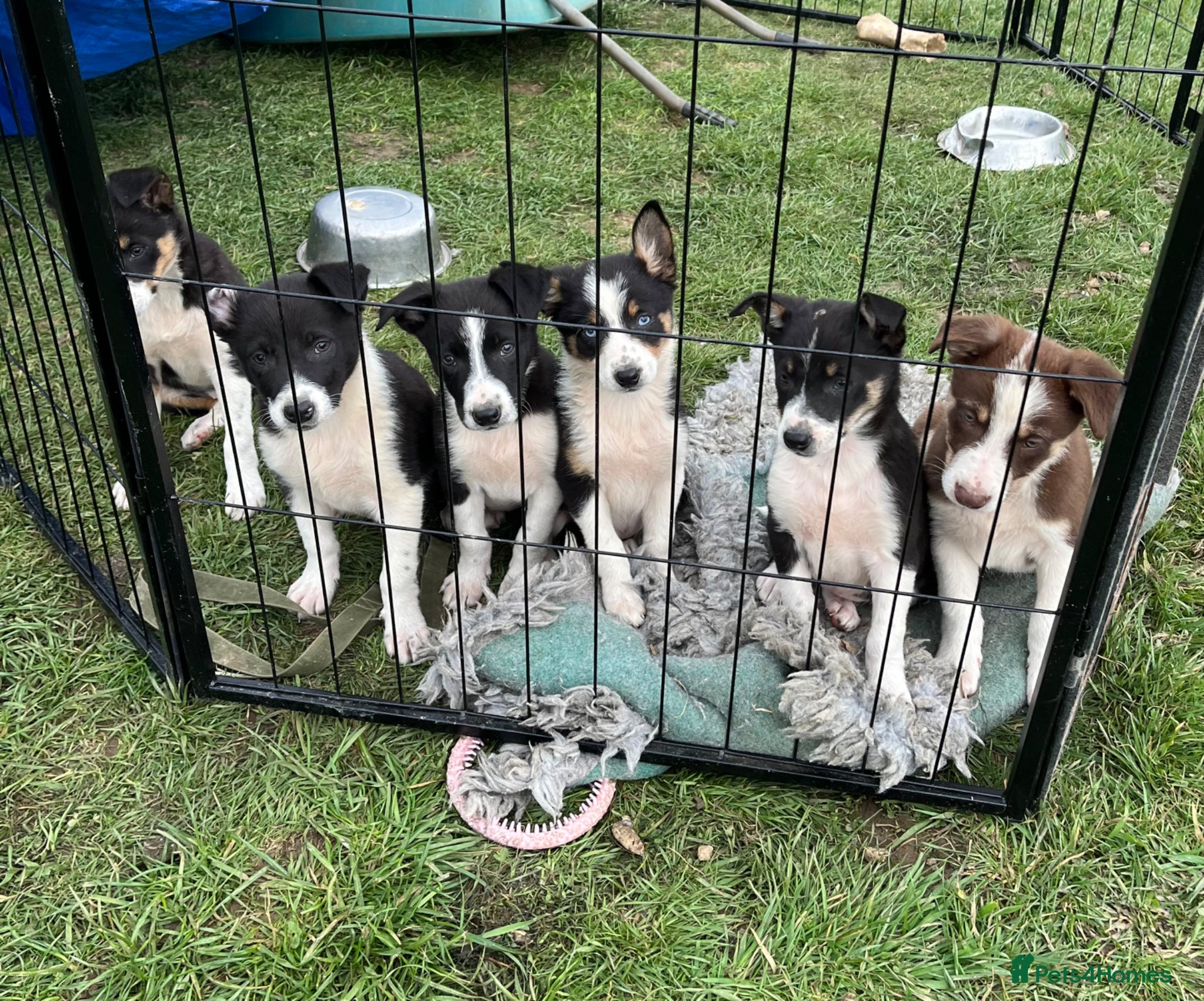 Border Collie dogs Border Collie Pups - Advert 1