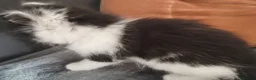 Mixed Breed cats for sale: Lovely & Playful Kittens looking for a New home!  - Advert 10