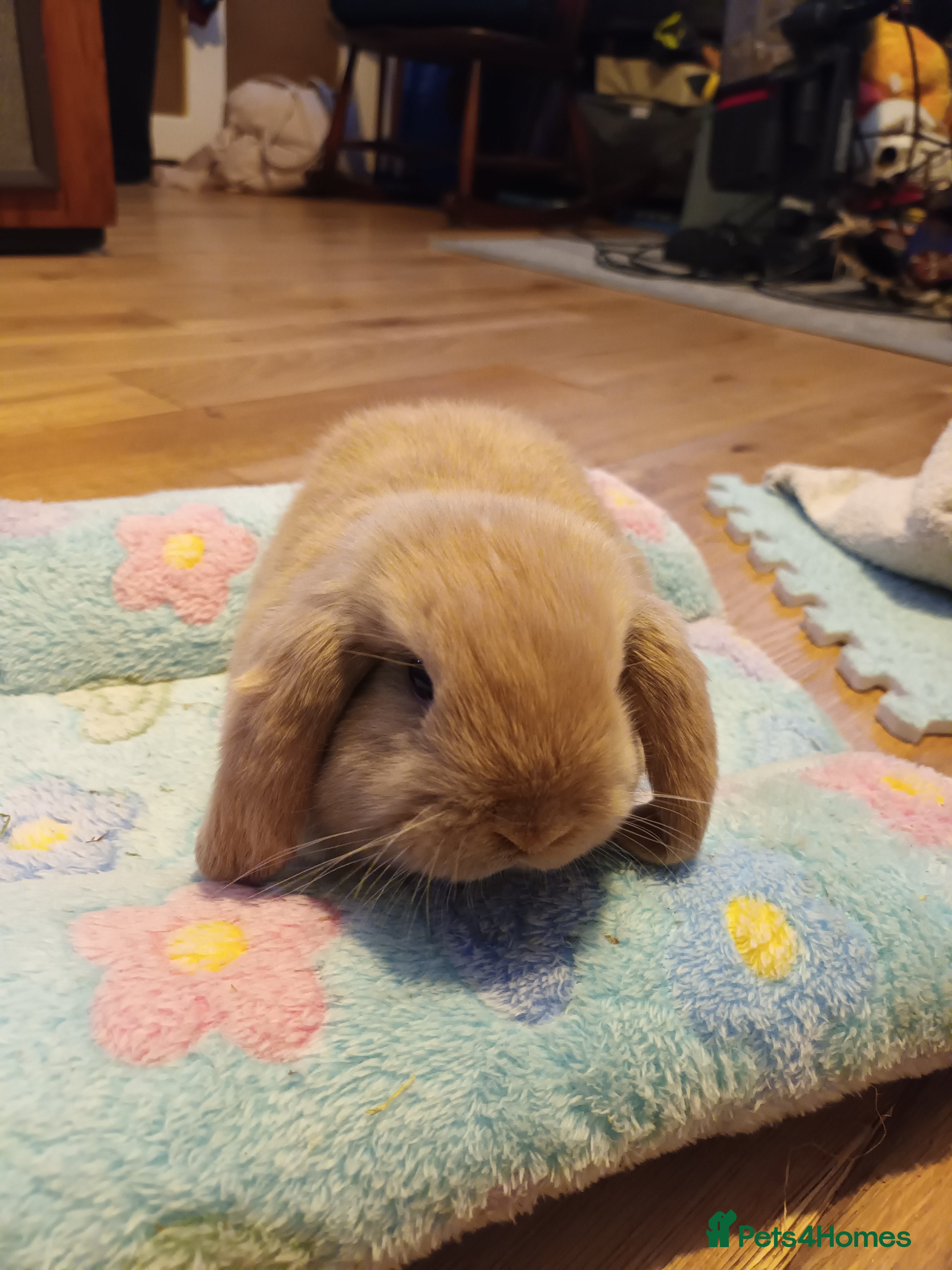 Mini Lop rabbits Minilop rabbits for sale. - Advert 7