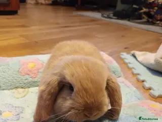 Mini Lop rabbits Minilop rabbits for sale. - Advert 7