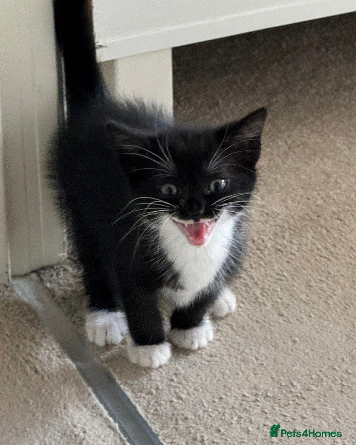 Mixed Breed cats Female mixed breed kitten for sale - Advert 17