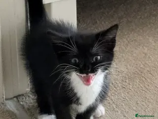 Mixed Breed cats Female mixed breed kitten for sale - Advert 17