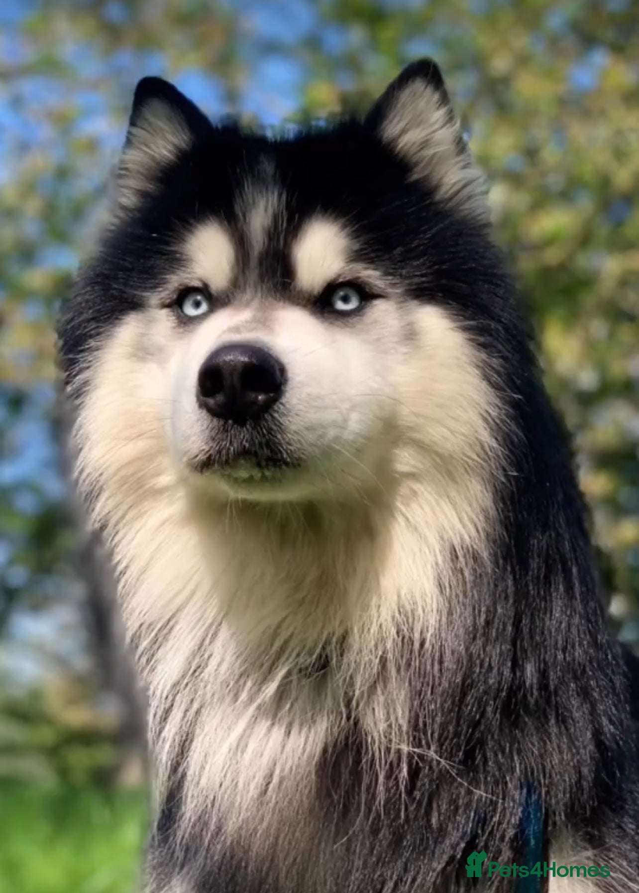 Siberian Husky dogs Woolly husky available for stud - Advert 9