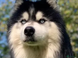 Siberian Husky dogs Woolly husky available for stud - Advert 4