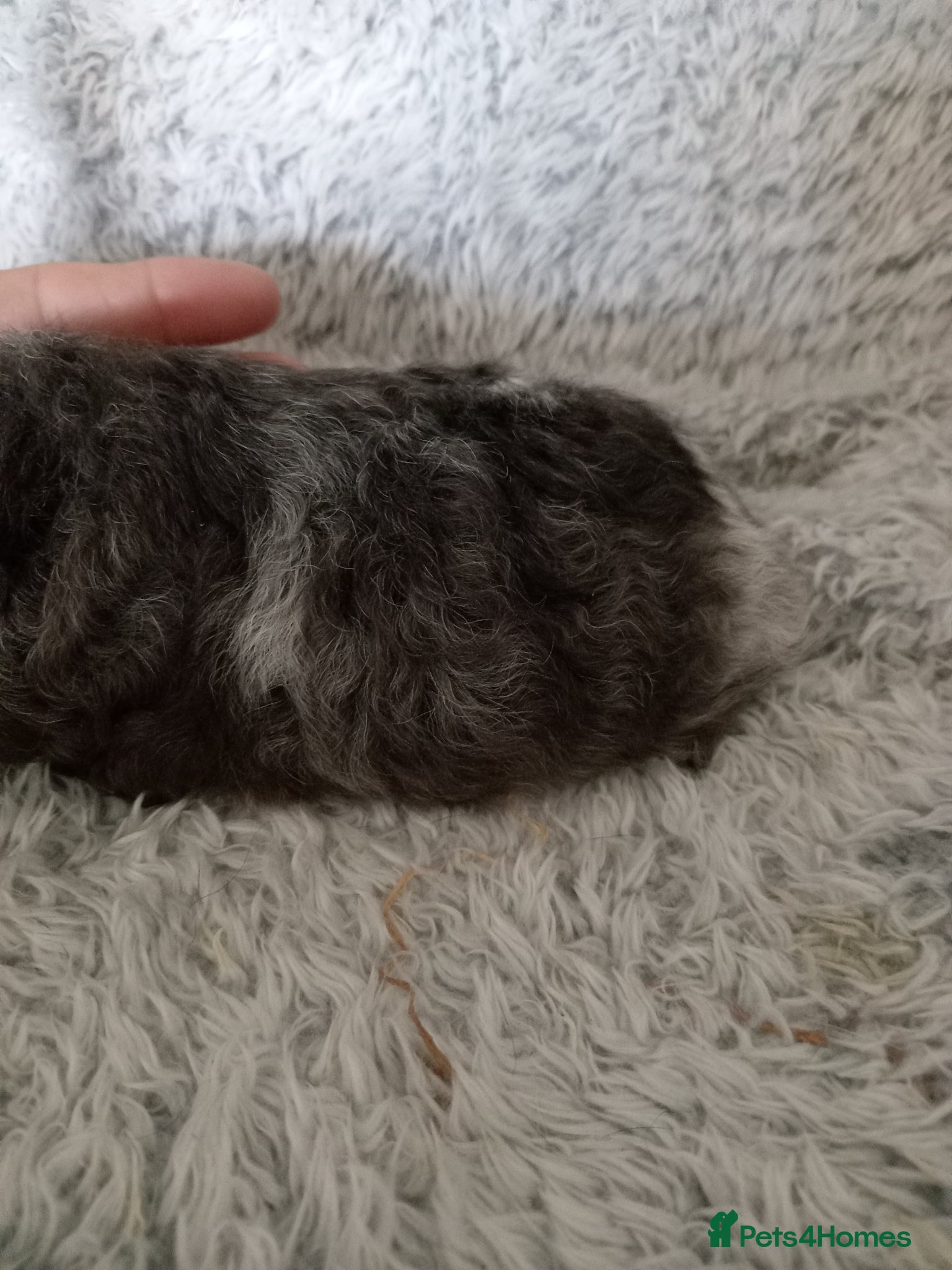 Guinea Pig rodents Swiss boys  - Advert 1