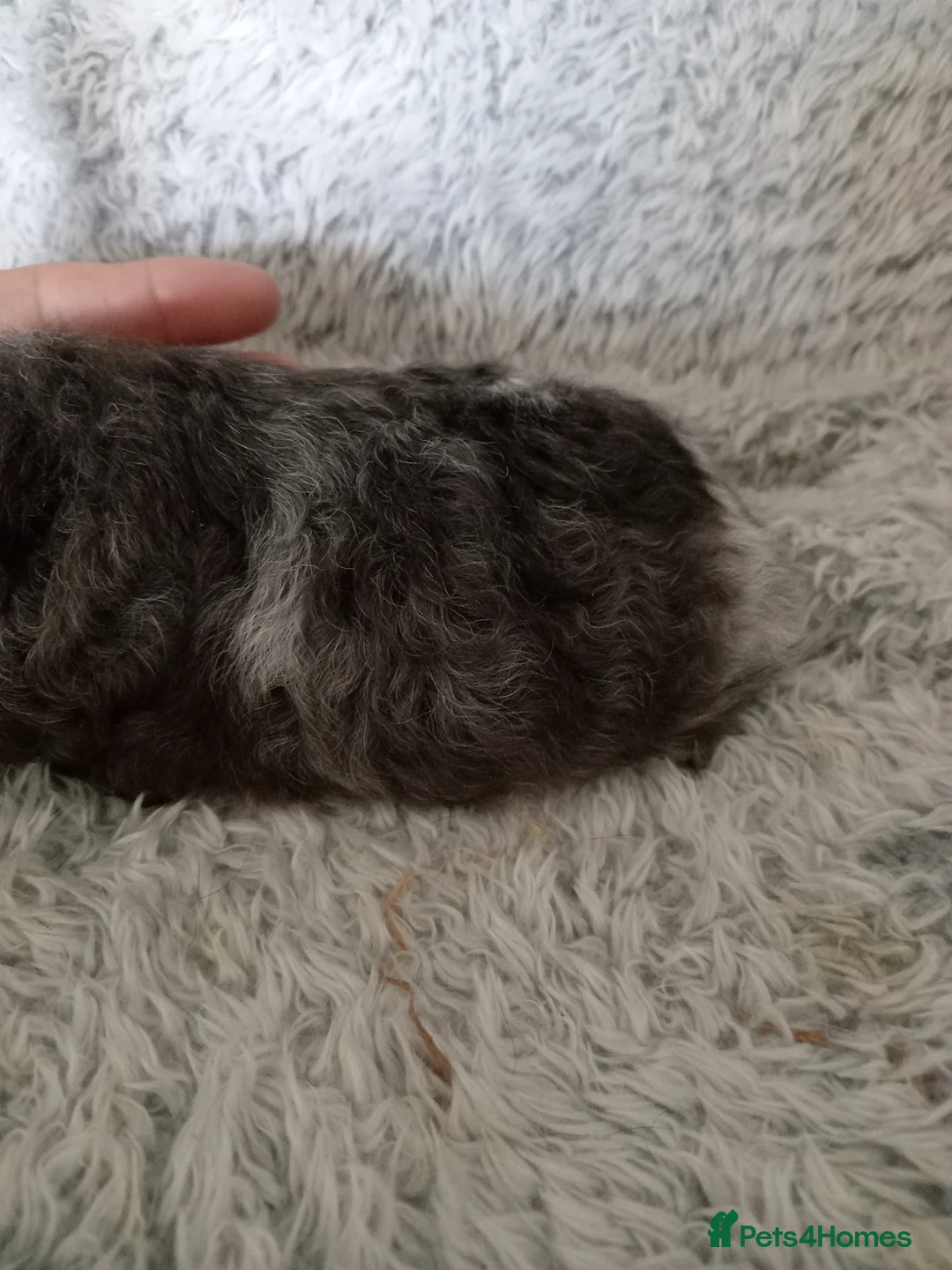 Guinea Pig rodents for sale: Swiss boys  - Advert 1