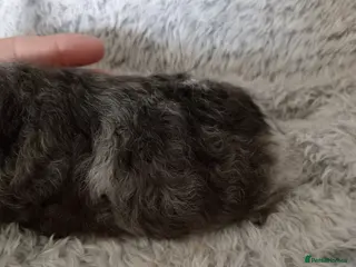 Guinea Pig rodents Swiss boys - Advert 1