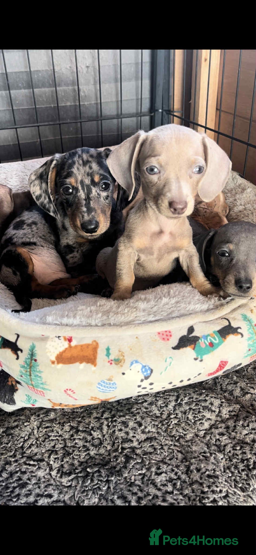 Miniature Dachshund dogs for sale: Miniature dachshund puppies   - Image 14