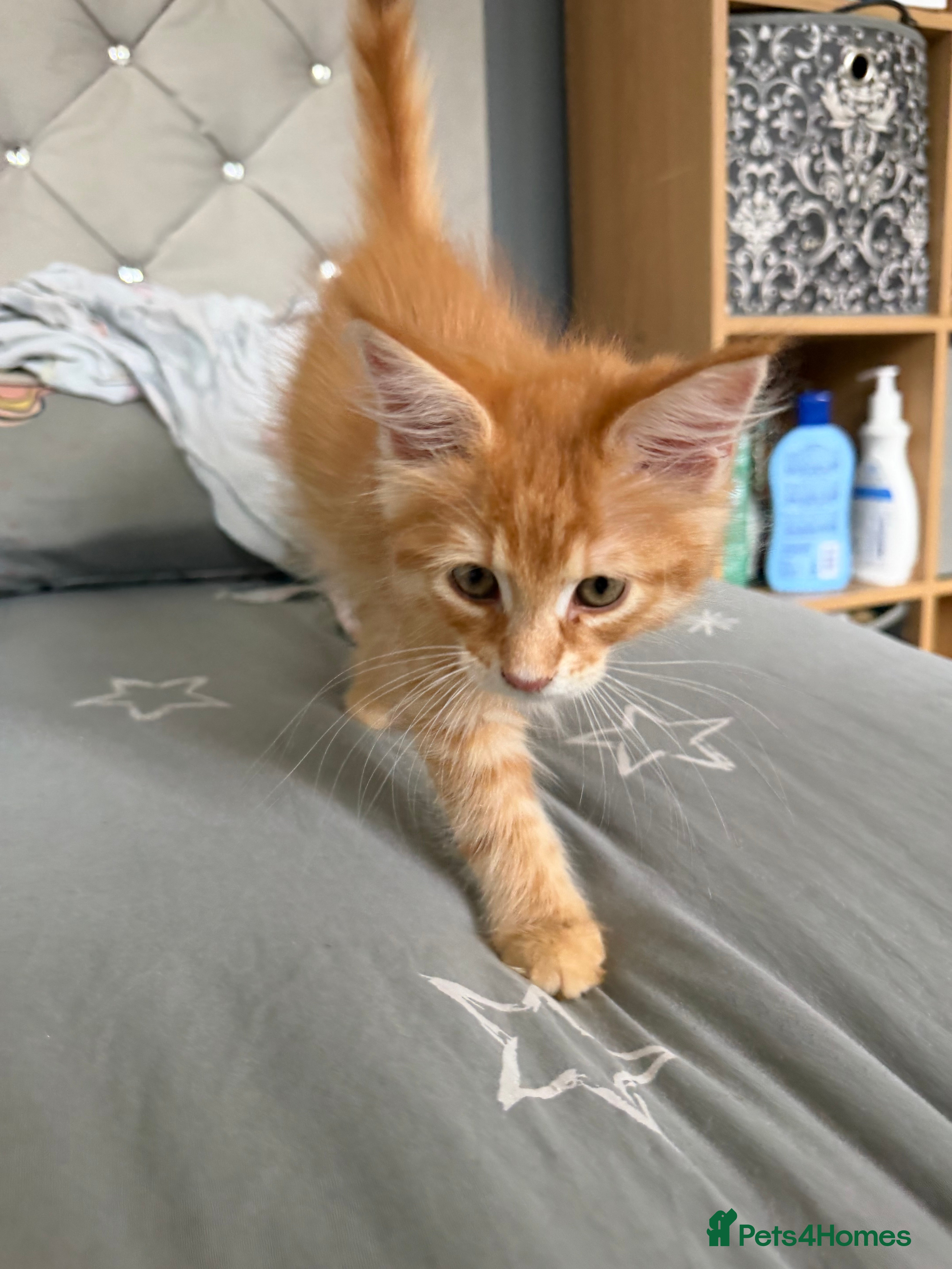 Maine Coon cats for sale: Maincoone Kittens  - Advert 6