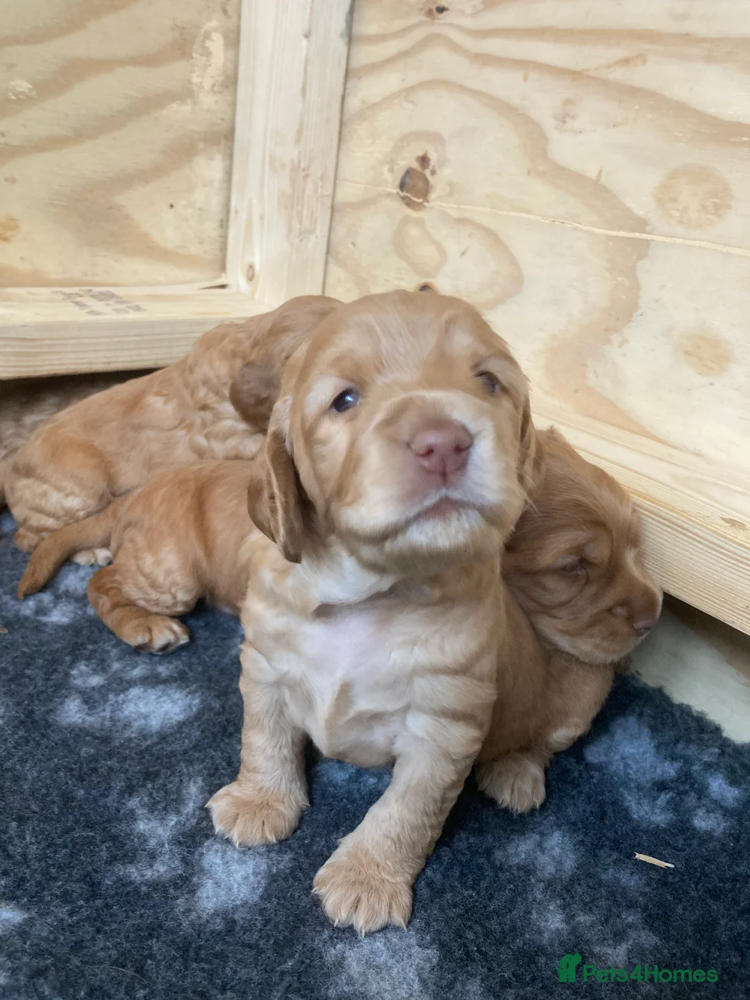 Cockapoo dogs for sale: Beautiful Apricot F1B Cockapoo Puppies  - Advert 12