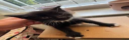 Mixed Breed cats for sale: Kittens available now  - Advert 8