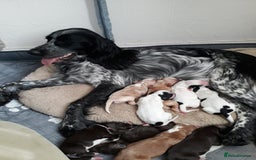 Sprocker dogs for sale: Sprockers 3/4 Cocker spaniel puppies for sale - Image 2