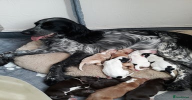 Sprocker dogs - Advert 2