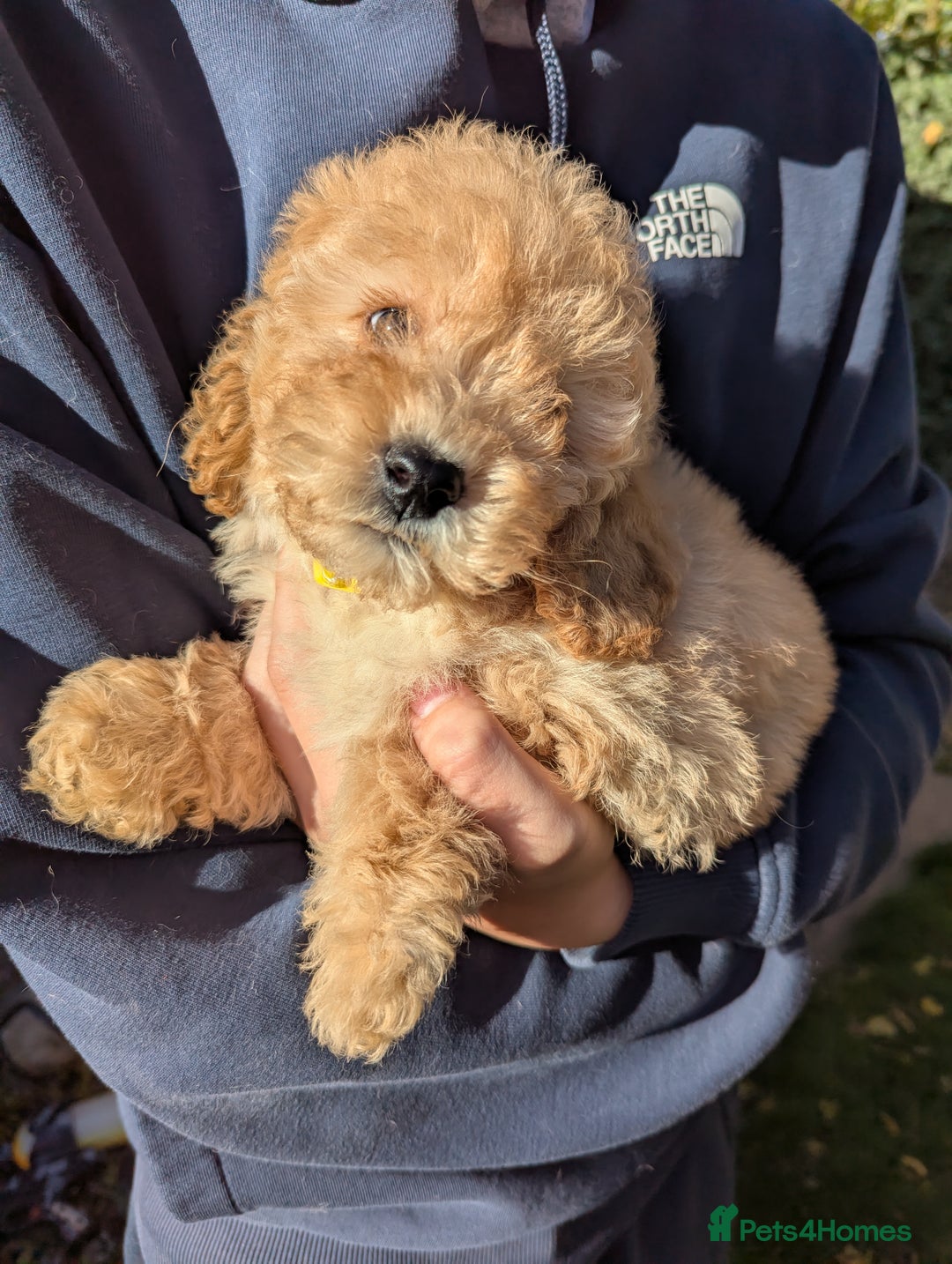 Miniature Poodle dogs for sale: Ready now Kc reg mini poodle pups for sale  - Advert 16