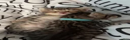 Bengal cats for sale: 🐾 Beautiful Bengal x Maine Coon Kittens 🐾 - Advert 28