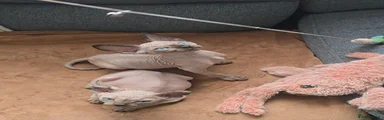 Sphynx 2