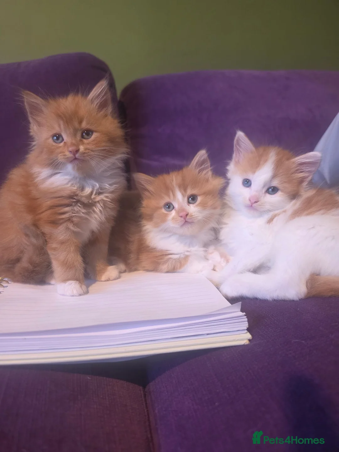 Mixed Breed cats for sale: Gorgeous Main Cooon-Persian Mix Kittens  - Advert 1
