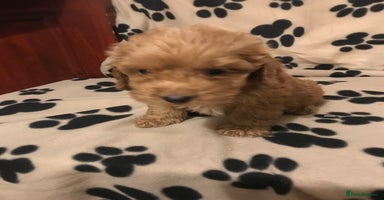 Cockapoo dogs F1 cockerpoo  - Advert 2